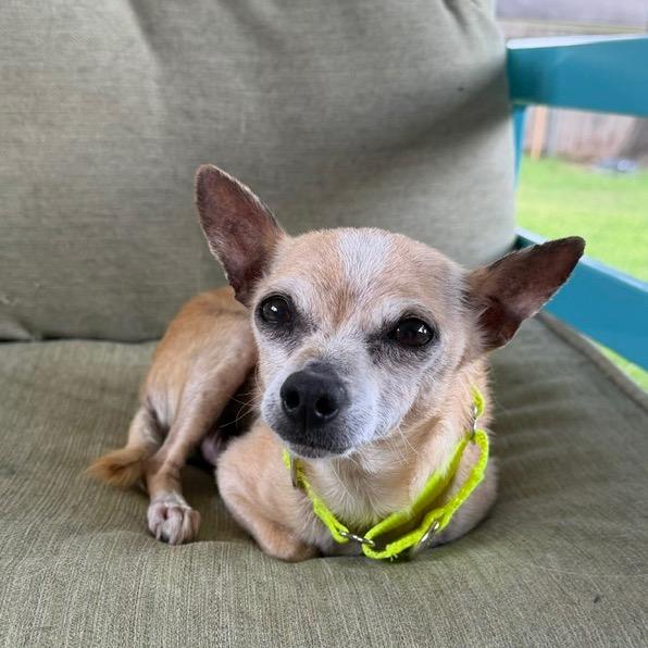 Enlarge Regina, a Adoptable Chihuahua in Oxford, ME image 2/3