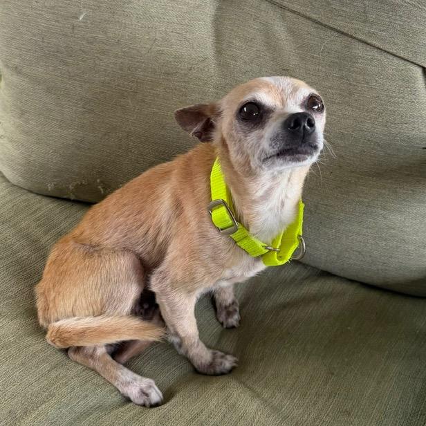 Enlarge Regina, a Adoptable Chihuahua in Oxford, ME image 3/3