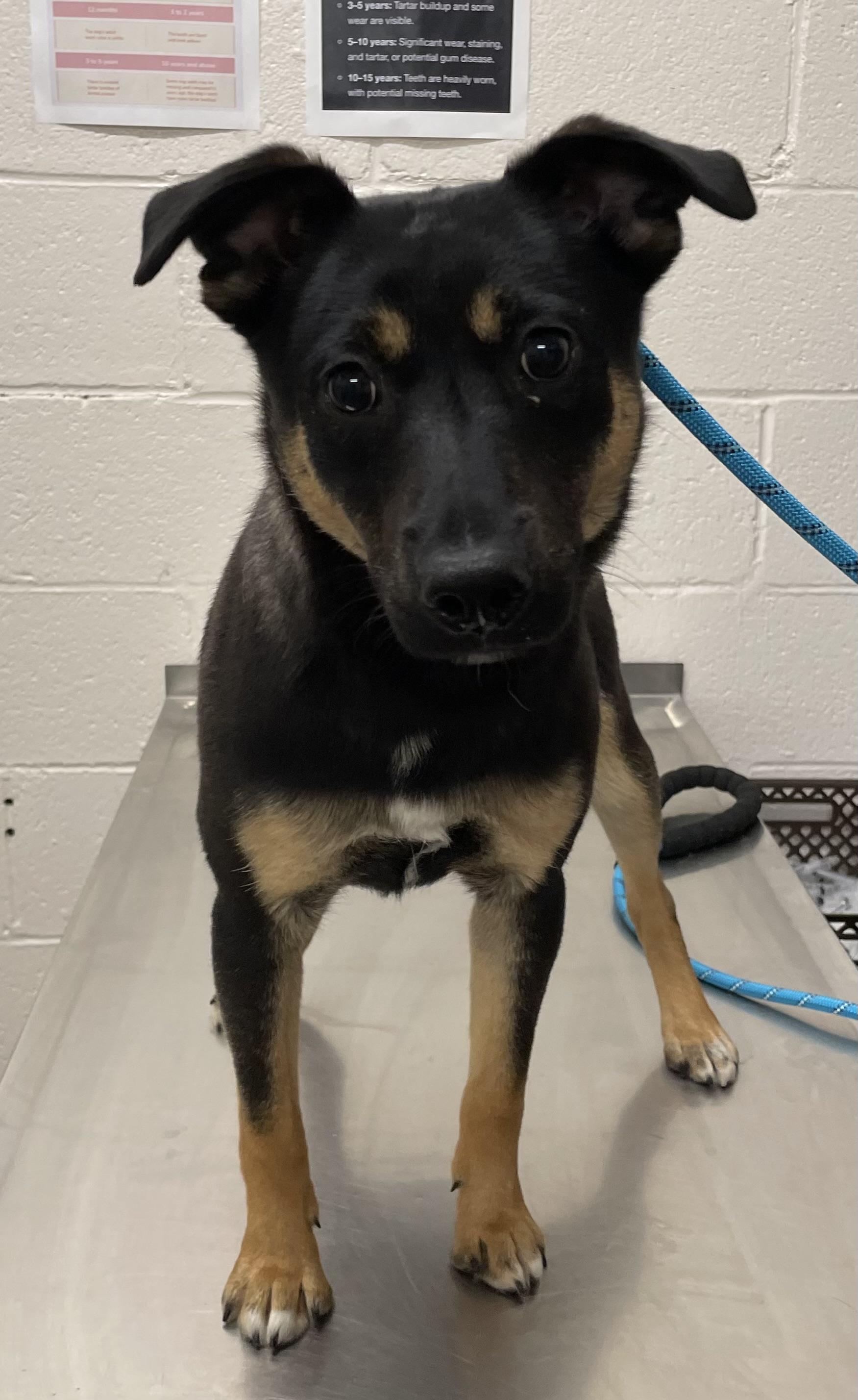 Enlarge Hank OWNER REDEEMED, an adopted Terrier in Canton, OH image 2/4
