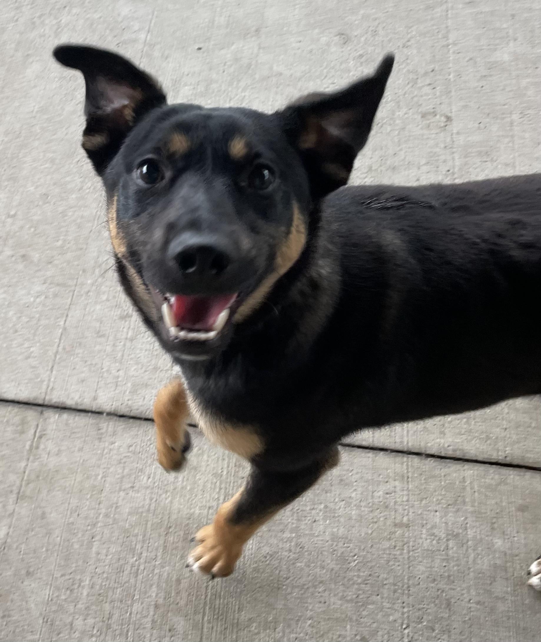 Hank OWNER REDEEMED, adopted, Young Male Terrier.