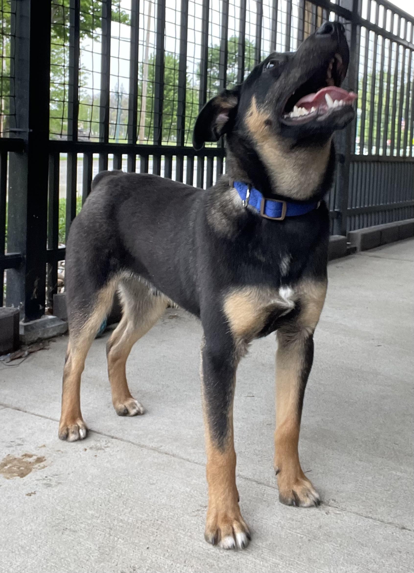 Enlarge Hank OWNER REDEEMED, an adopted Terrier in Canton, OH image 4/4