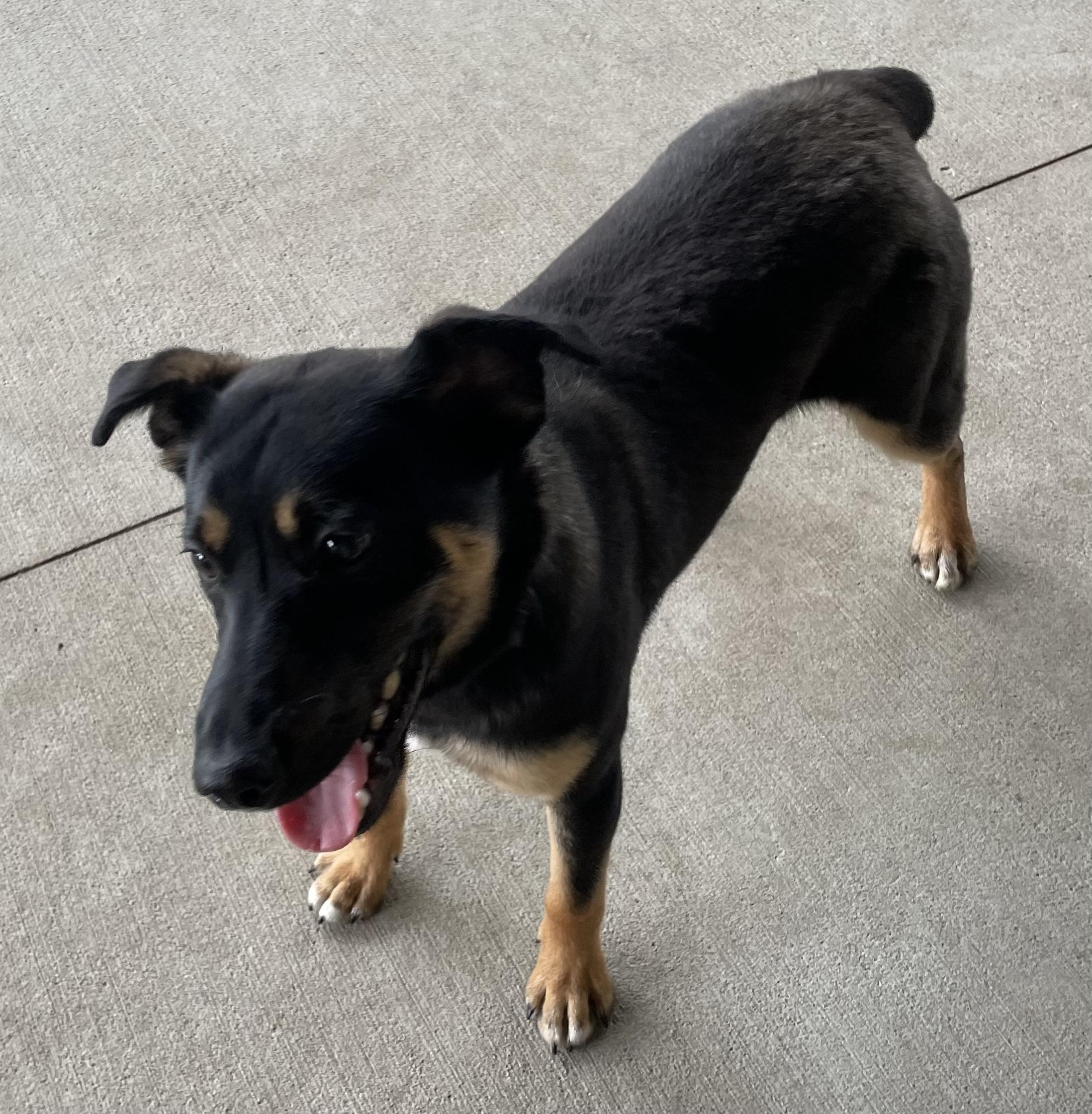 Enlarge Hank OWNER REDEEMED, an adopted Terrier in Canton, OH image 3/4