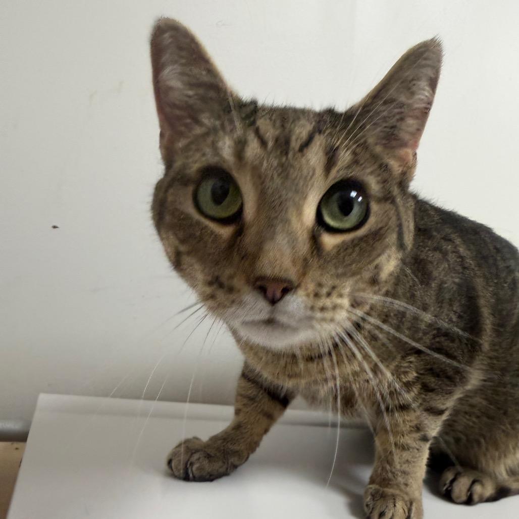 Rachel Ray — thumbnail 2