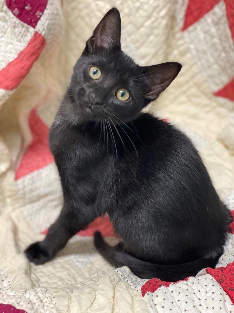 Joseph, Adoptable, Kitten Male Domestic Short Hair.
