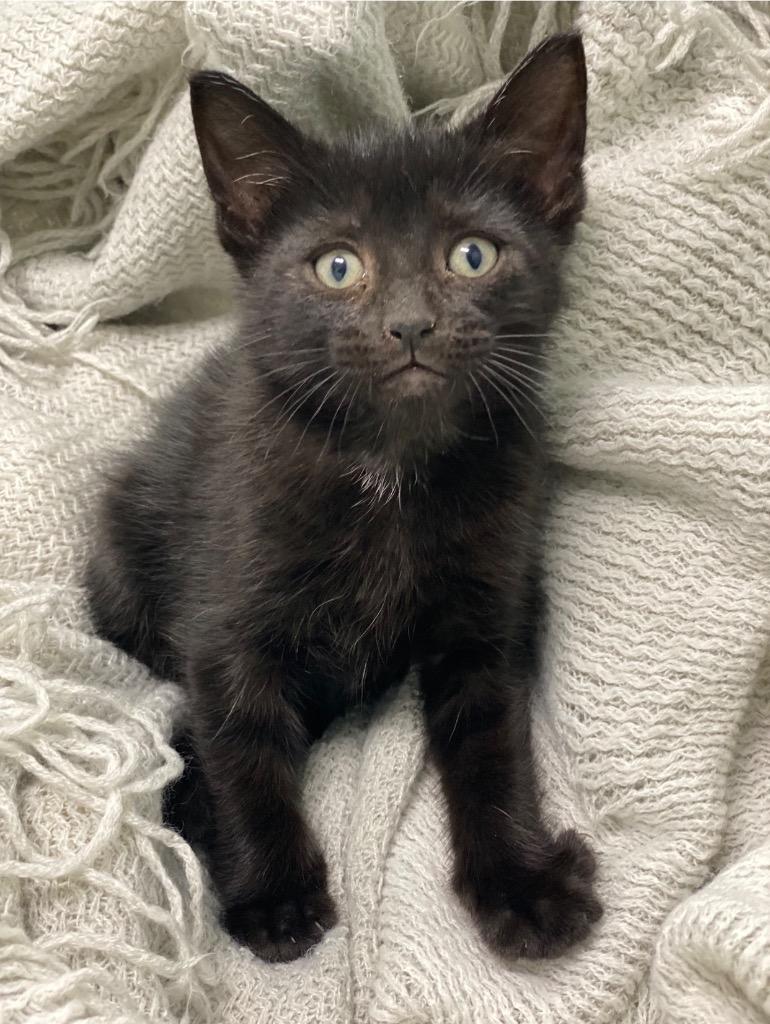 Joseph, Adoptable, Kitten Male Domestic Short Hair.