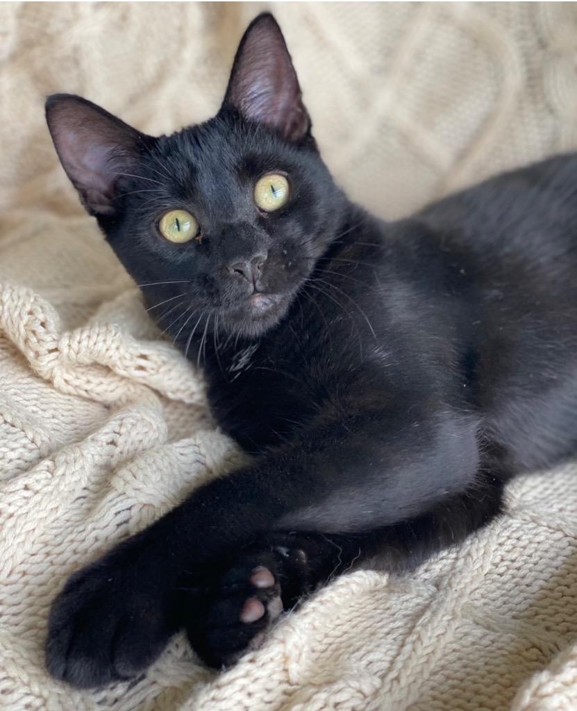 Enlarge Joseph, a Adoptable Domestic Short Hair in Decorah, IA image 3/4