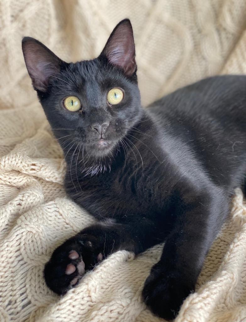 Enlarge Joseph, a Adoptable Domestic Short Hair in Decorah, IA image 4/4