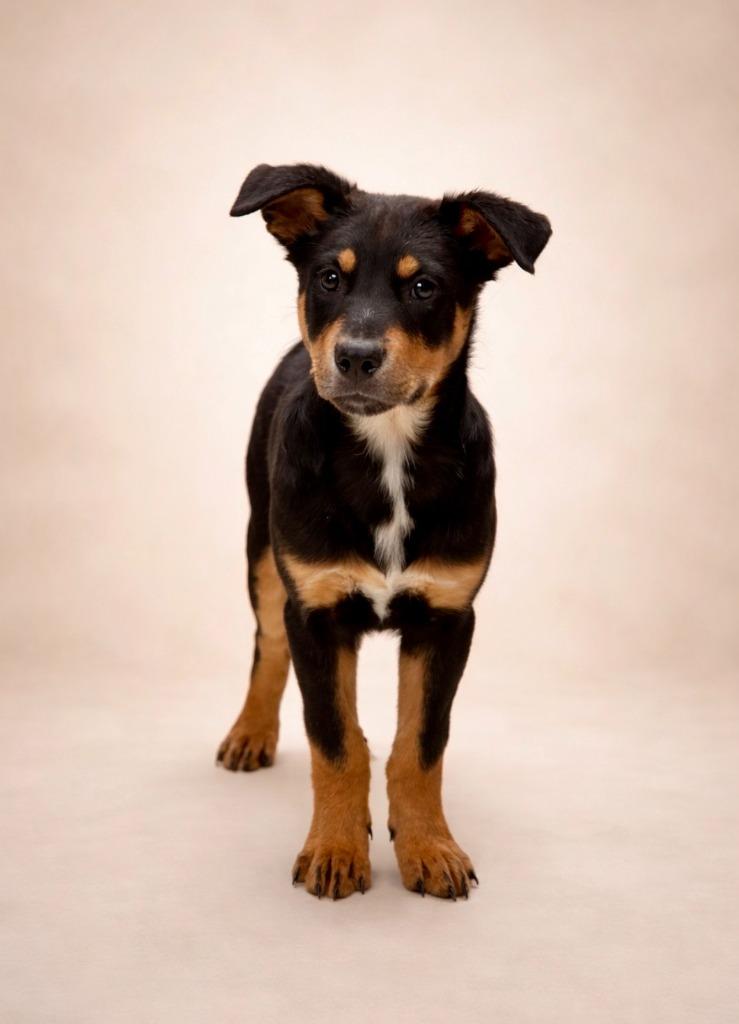 Trace, a Adoptable mixed breed in Rock Springs, WY image 1/2