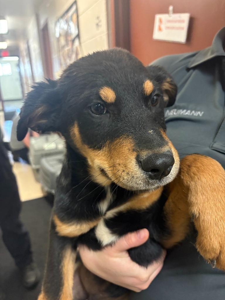 Trace, a Adoptable mixed breed in Rock Springs, WY image 2/2