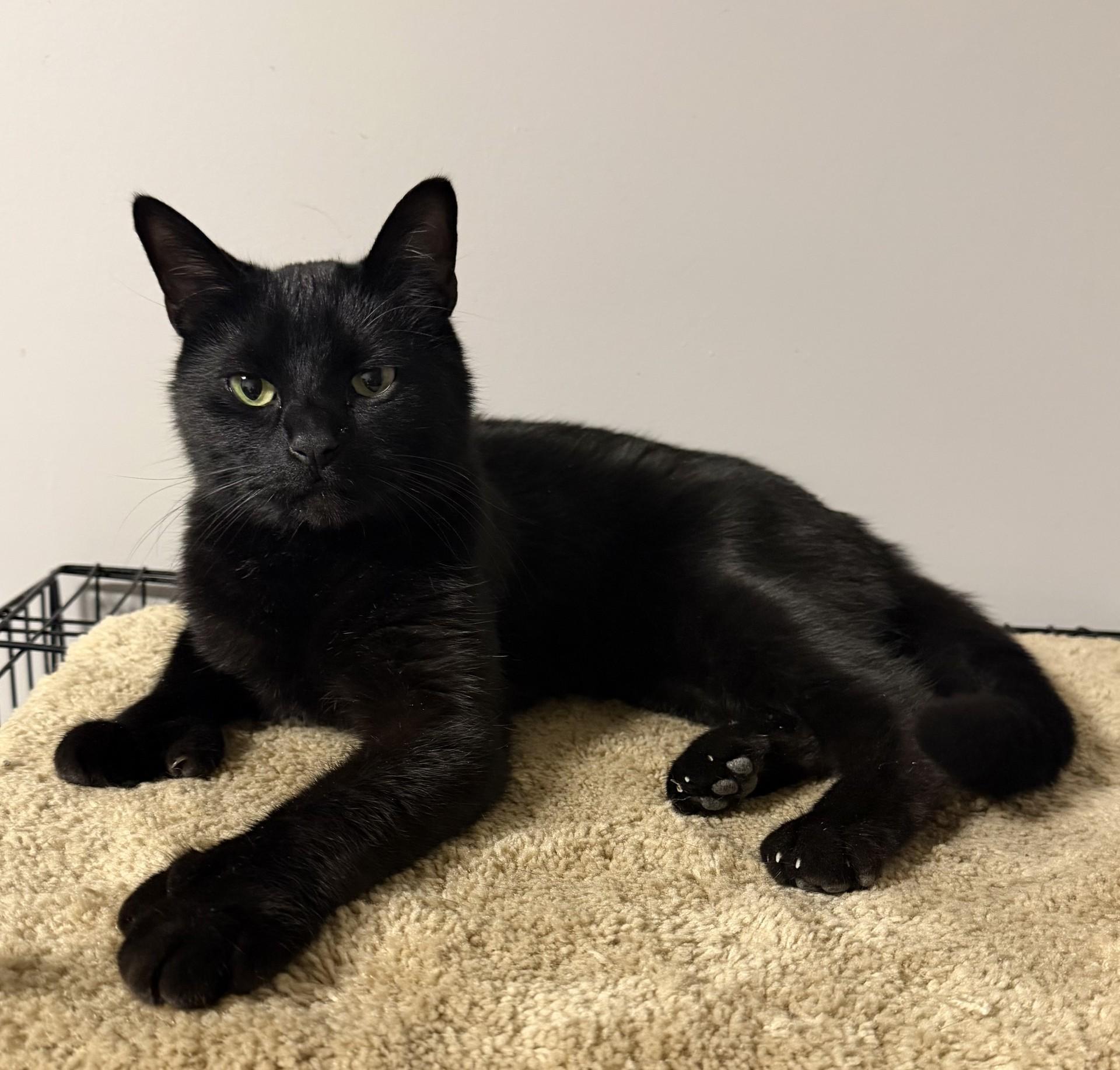 Benson, adopted, Adult Male Domestic Short Hair.