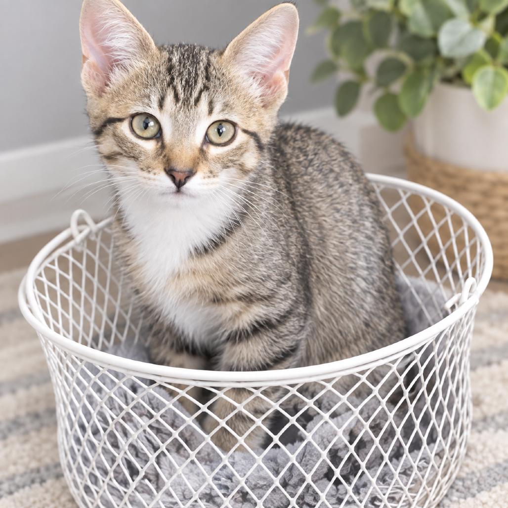 Enlarge Alisson, a Adoptable Domestic Short Hair in Flower Mound, TX image 2/4