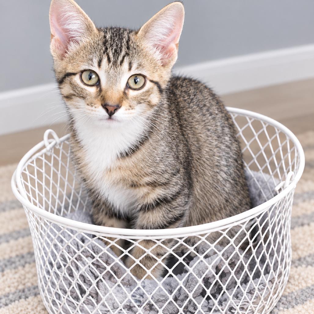 Enlarge Alisson, a Adoptable Domestic Short Hair in Flower Mound, TX image 3/4