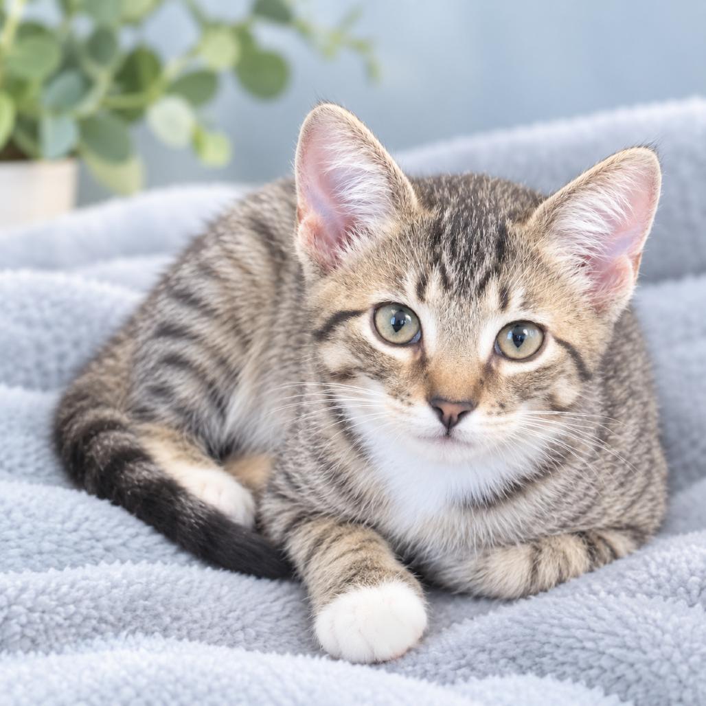 Enlarge Alisson, a Adoptable Domestic Short Hair in Flower Mound, TX image 4/4