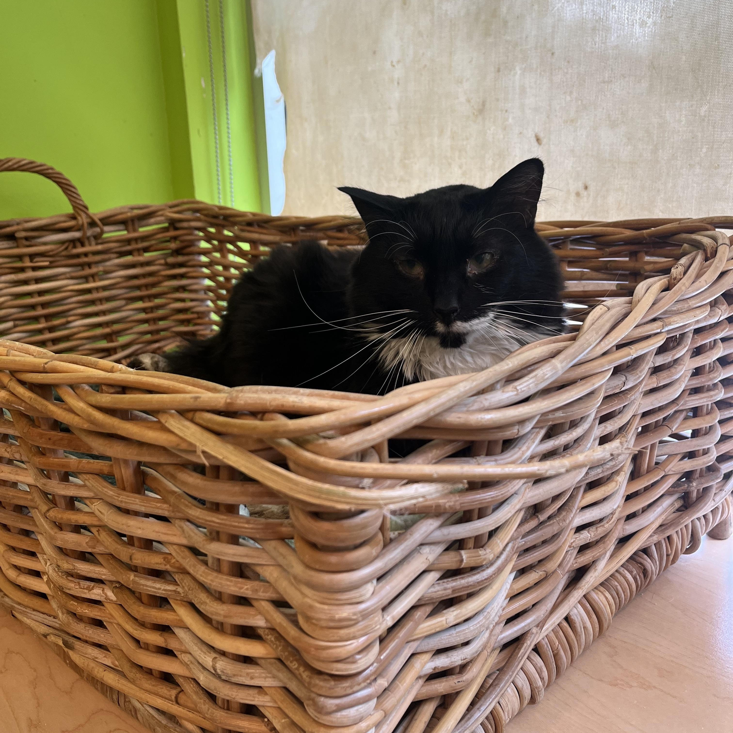 Kota Krankenhaus, Adoptable, Young Male Domestic Long Hair.