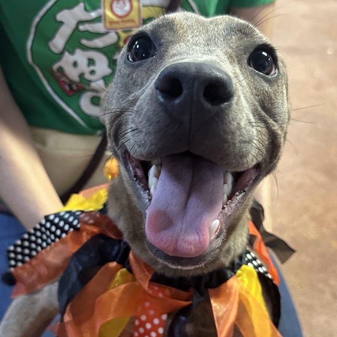 Lyric, Adoptable, Young Female Pit Bull Terrier.