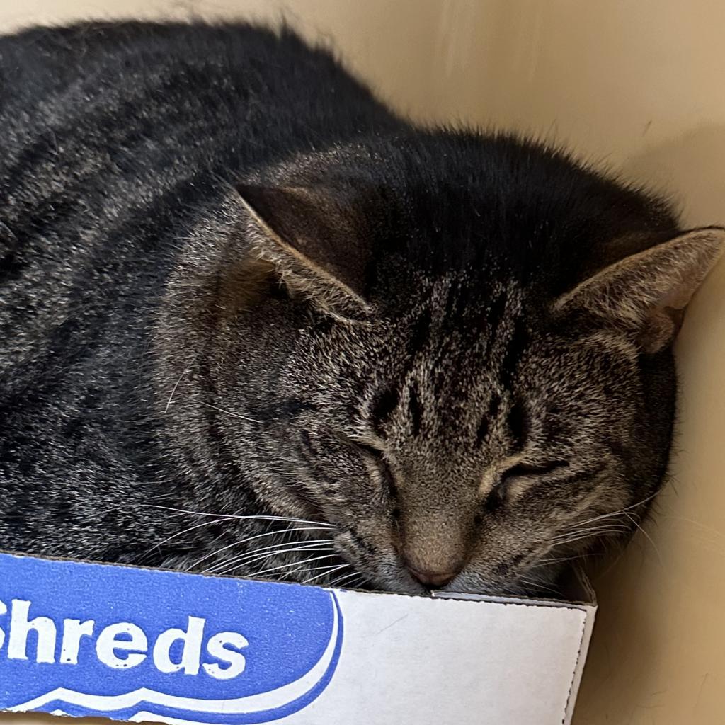 Enlarge Amelia, a Adoptable Domestic Short Hair in Hamburg, NY image 1/1