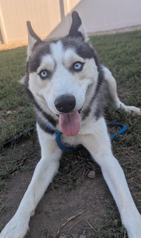 Blake, Adoptable, Adult Male Siberian Husky.