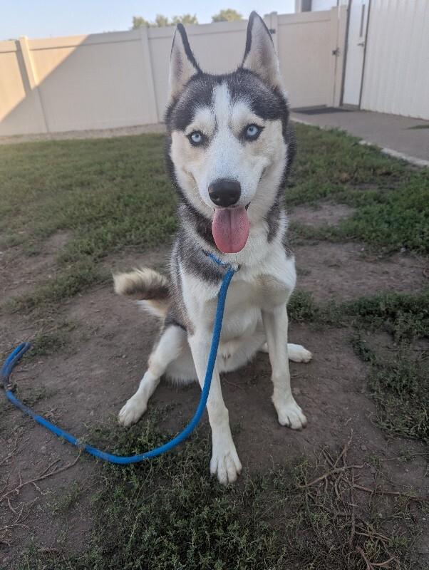 Enlarge Blake, a Adoptable Siberian Husky in Yankton, SD image 2/5
