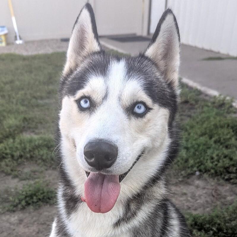 Enlarge Blake, a Adoptable Siberian Husky in Yankton, SD image 3/5