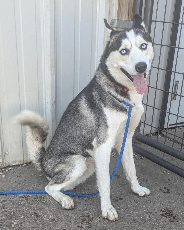 Enlarge Blake, a Adoptable Siberian Husky in Yankton, SD image 4/5