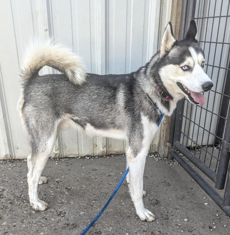 Enlarge Blake, a Adoptable Siberian Husky in Yankton, SD image 5/5