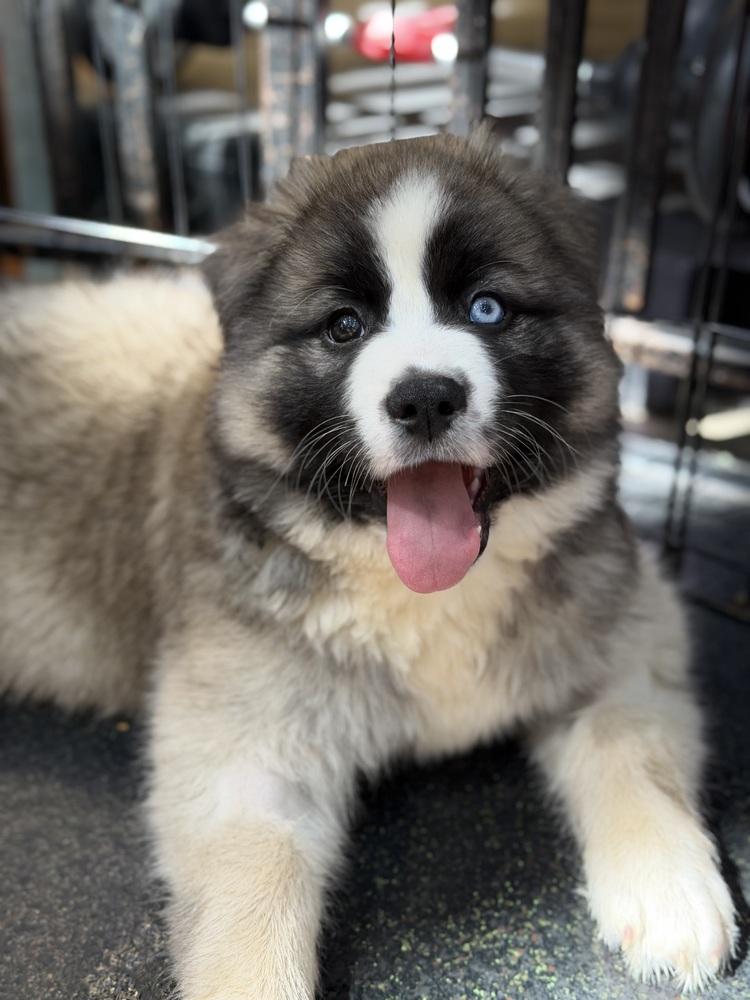 Enlarge Bruno Mars, a Adopted mixed breed in Pleasant Hill, CA image 1/6