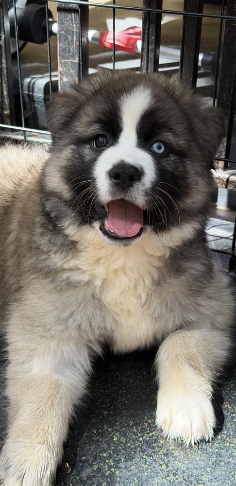 Enlarge Bruno Mars, a Adopted mixed breed in Pleasant Hill, CA image 2/6