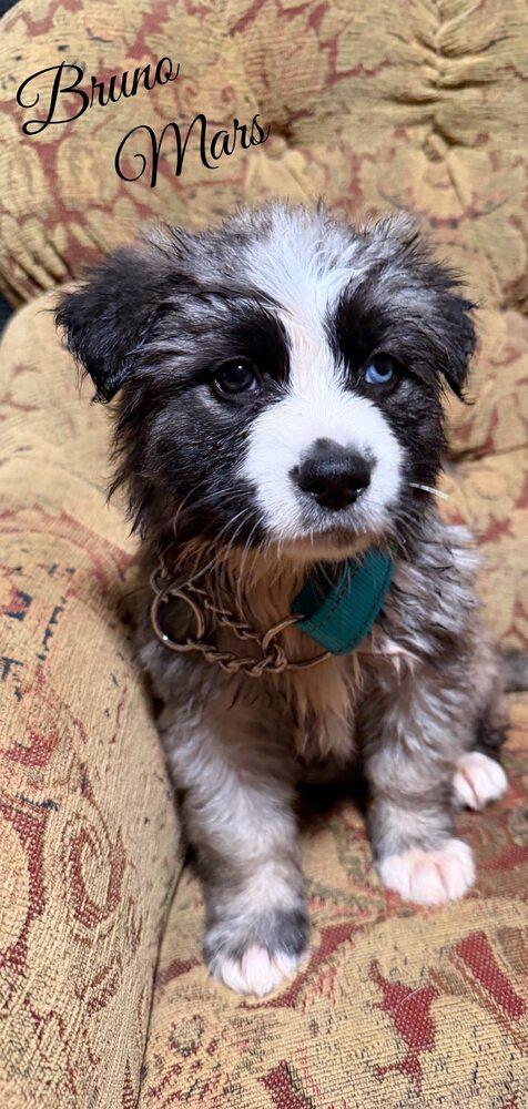 Enlarge Bruno Mars, a Adopted mixed breed in Pleasant Hill, CA image 6/6