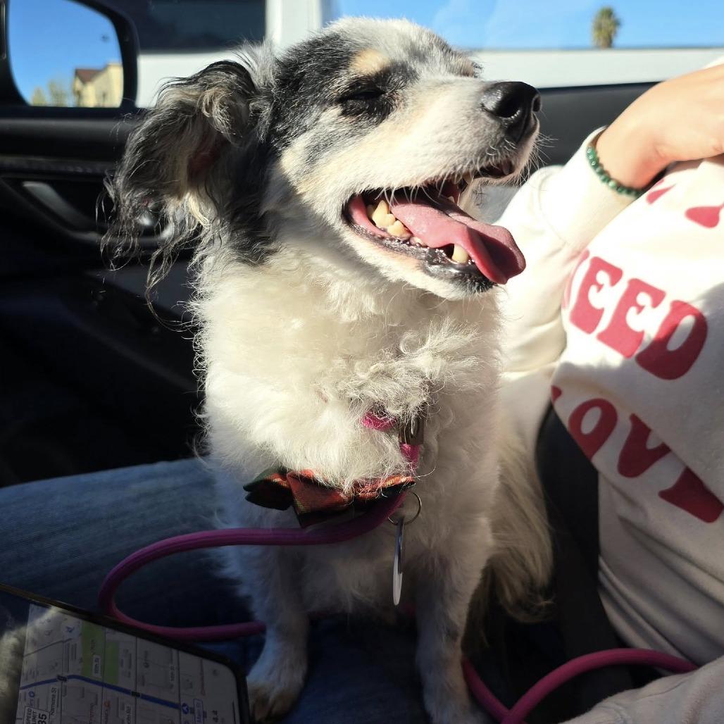 Luna Banana, Adoptable, Senior Female Papillon.