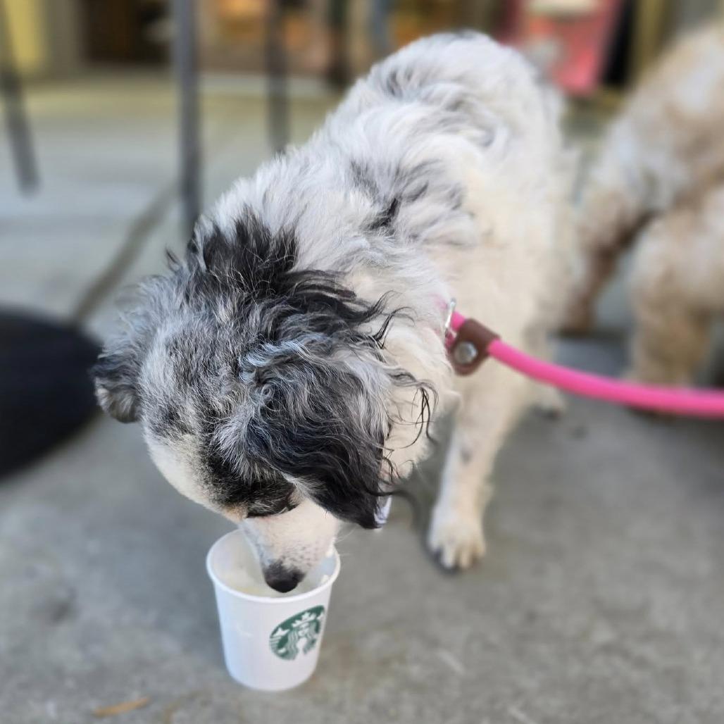 Luna Banana, a Adoptable Papillon in Sonoma, CA image 2/6