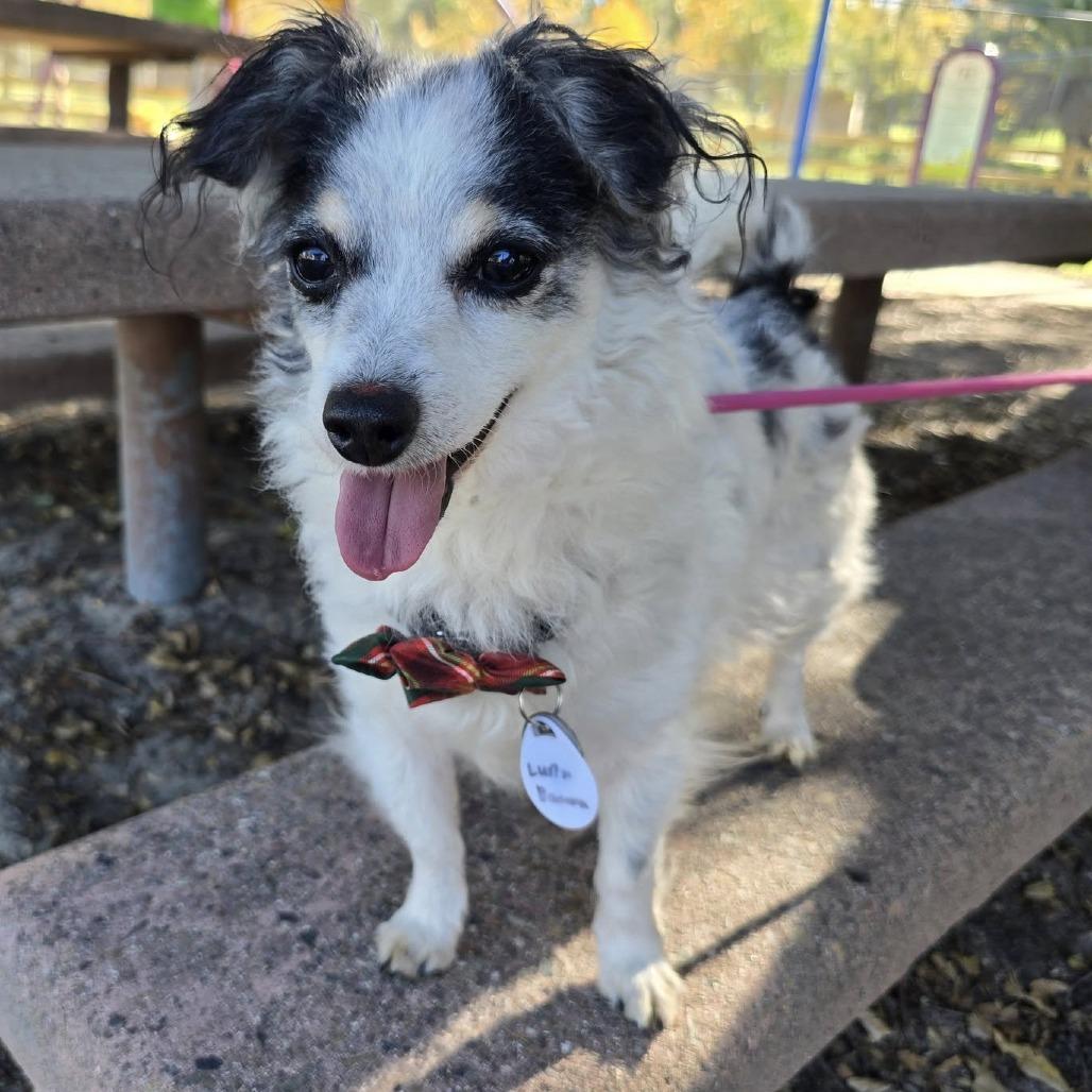 Luna Banana, a Adoptable Papillon in Sonoma, CA image 3/6