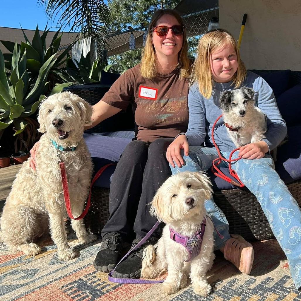 Luna Banana, a Adoptable Papillon in Sonoma, CA image 4/6