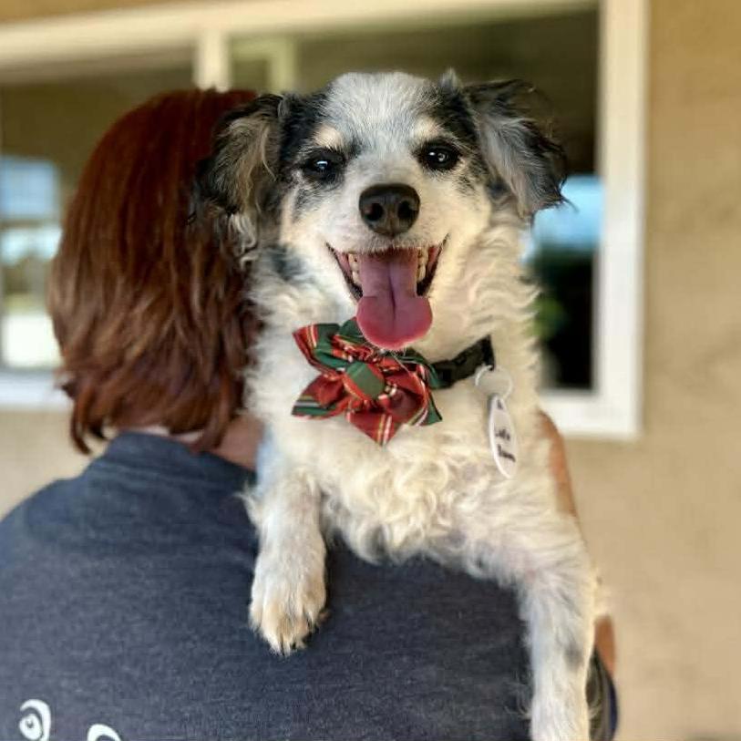 Luna Banana, a Adoptable Papillon in Sonoma, CA image 5/6