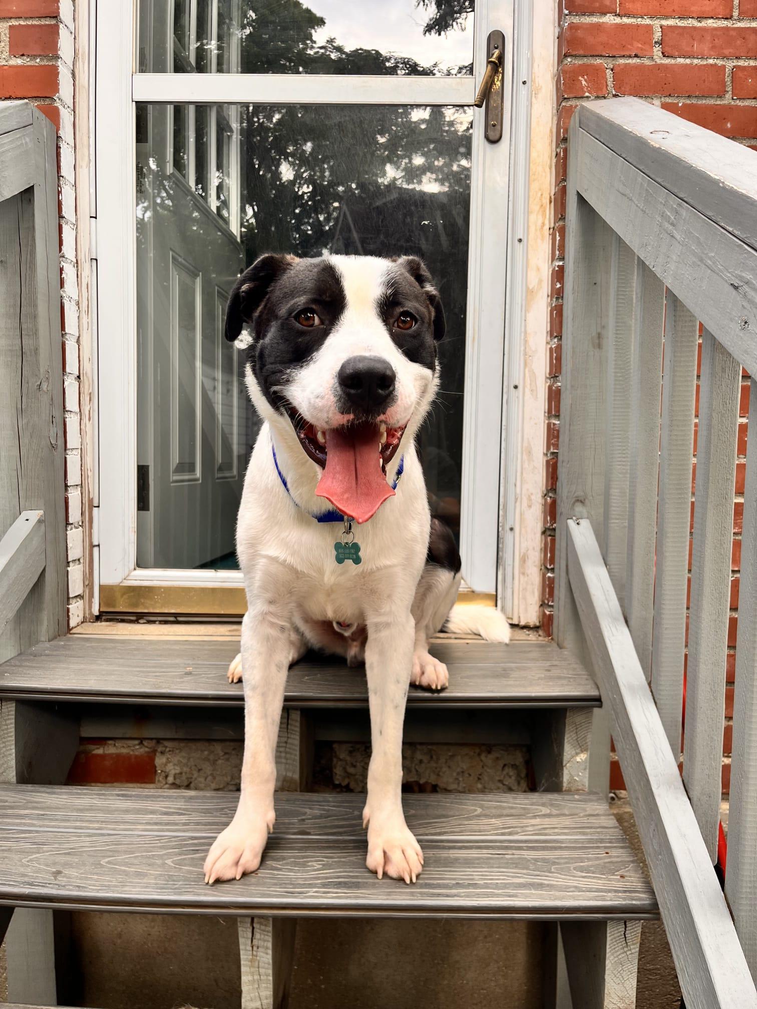 Enlarge Goose, a ADOPTABLE mixed breed in Louisville, KY image 1/4