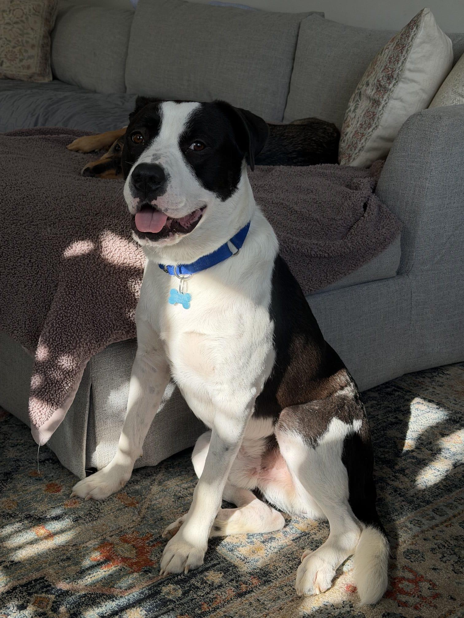 Enlarge Goose, a ADOPTABLE mixed breed in Louisville, KY image 3/4