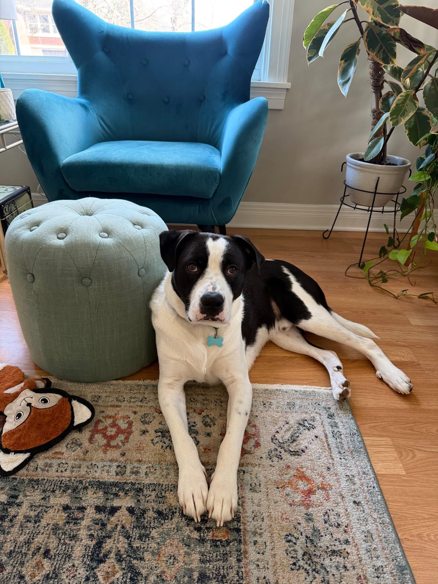 Enlarge Goose, a ADOPTABLE mixed breed in Louisville, KY image 2/4