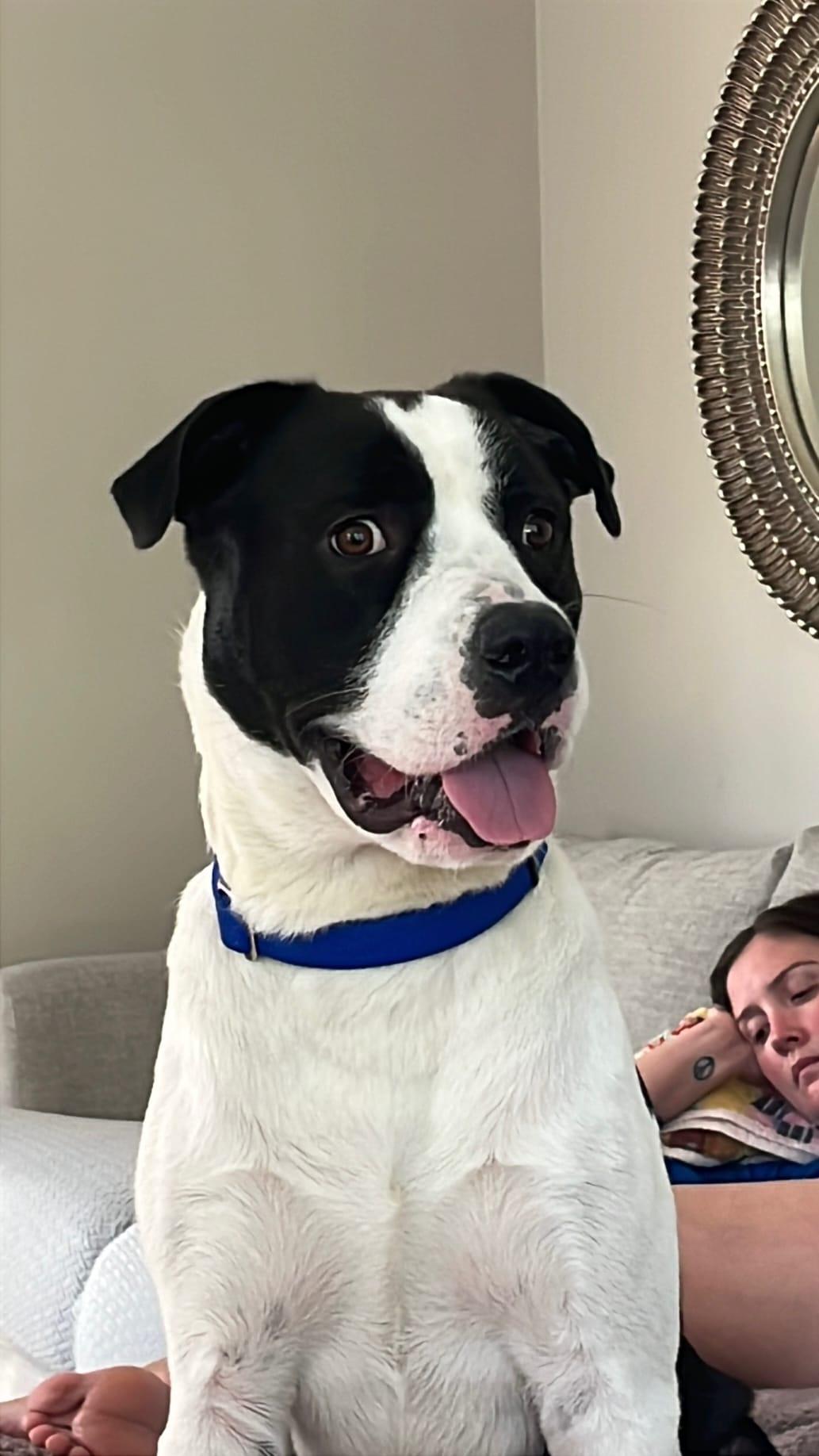 Enlarge Goose, a ADOPTABLE mixed breed in Louisville, KY image 4/4