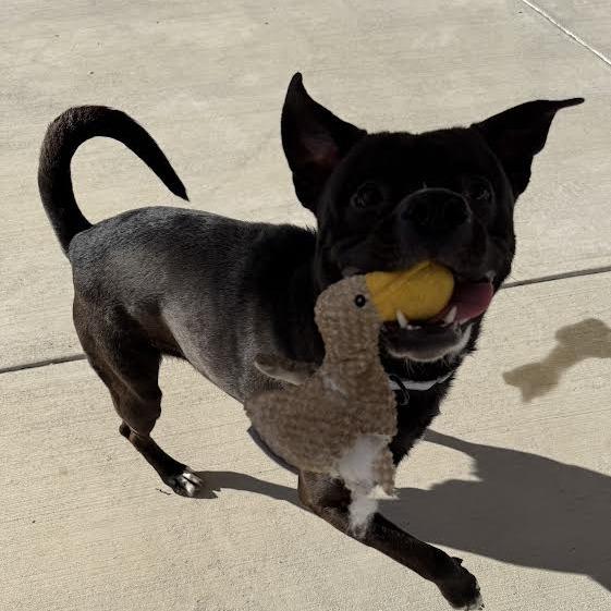 Onyx, a Adoptable mixed breed in Harrisonburg, VA image 1/6