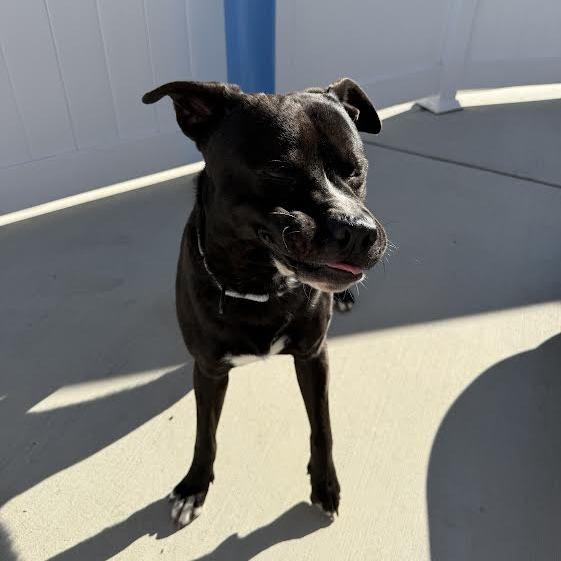 Onyx, Adoptable, Adult Male Black Labrador Retriever & Pit Bull Terrier.