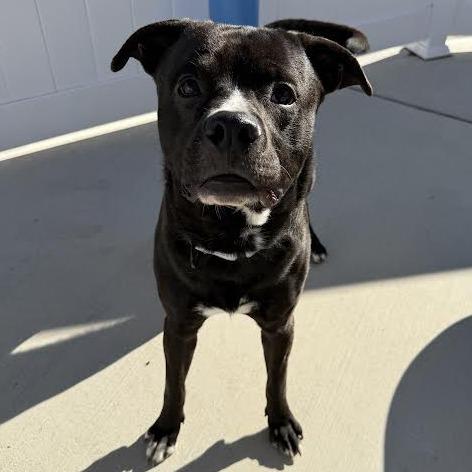 Onyx, a Adoptable mixed breed in Harrisonburg, VA image 3/6