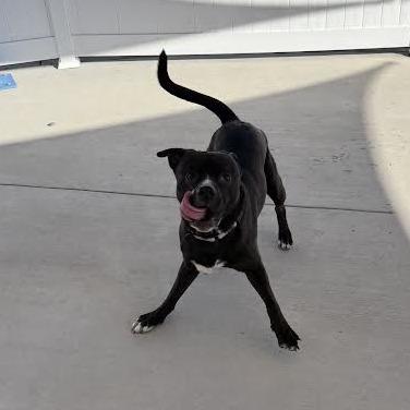 Onyx, a Adoptable mixed breed in Harrisonburg, VA image 5/6