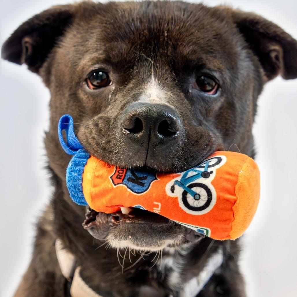 Enlarge Onyx, a Adoptable mixed breed in Harrisonburg, VA image 5/6