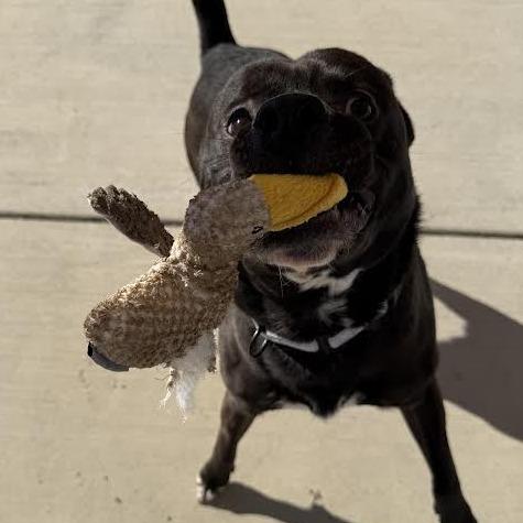 Onyx, a Adoptable mixed breed in Harrisonburg, VA image 6/6