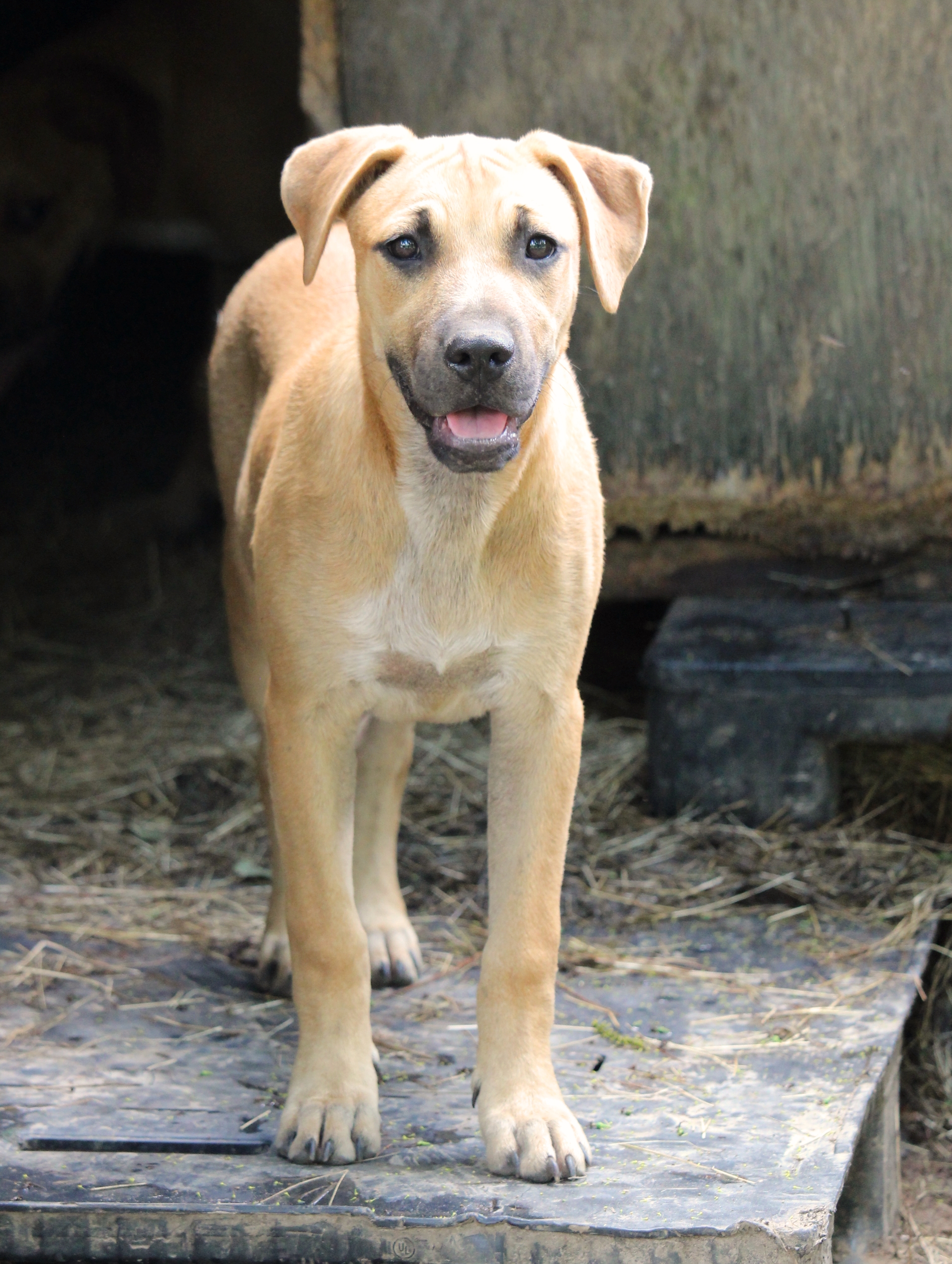 Celia, an adoptable Black Mouth Cur in Kiln, MS, 39556 | Photo Image 4
