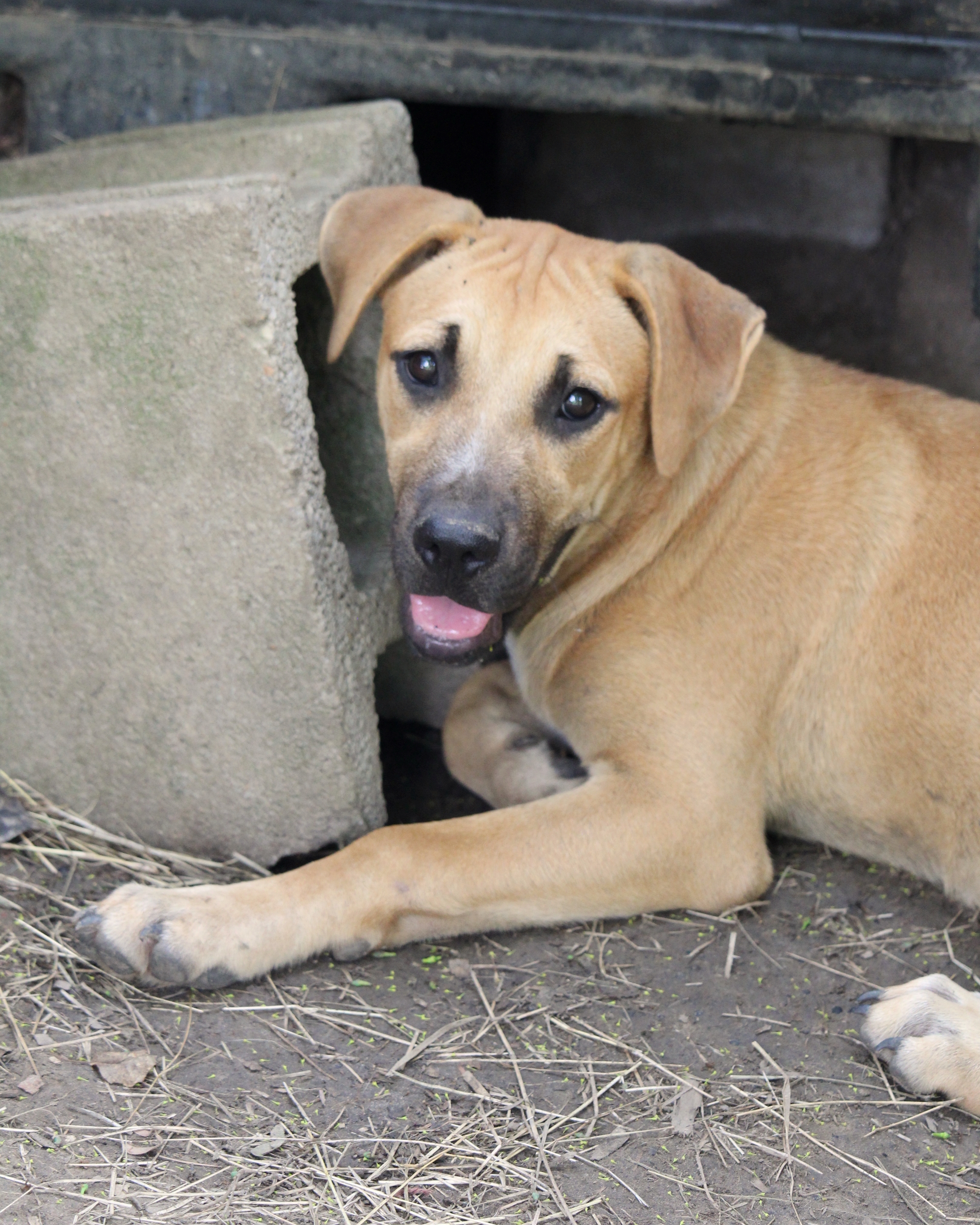 Celia, an adoptable Black Mouth Cur in Kiln, MS, 39556 | Photo Image 3