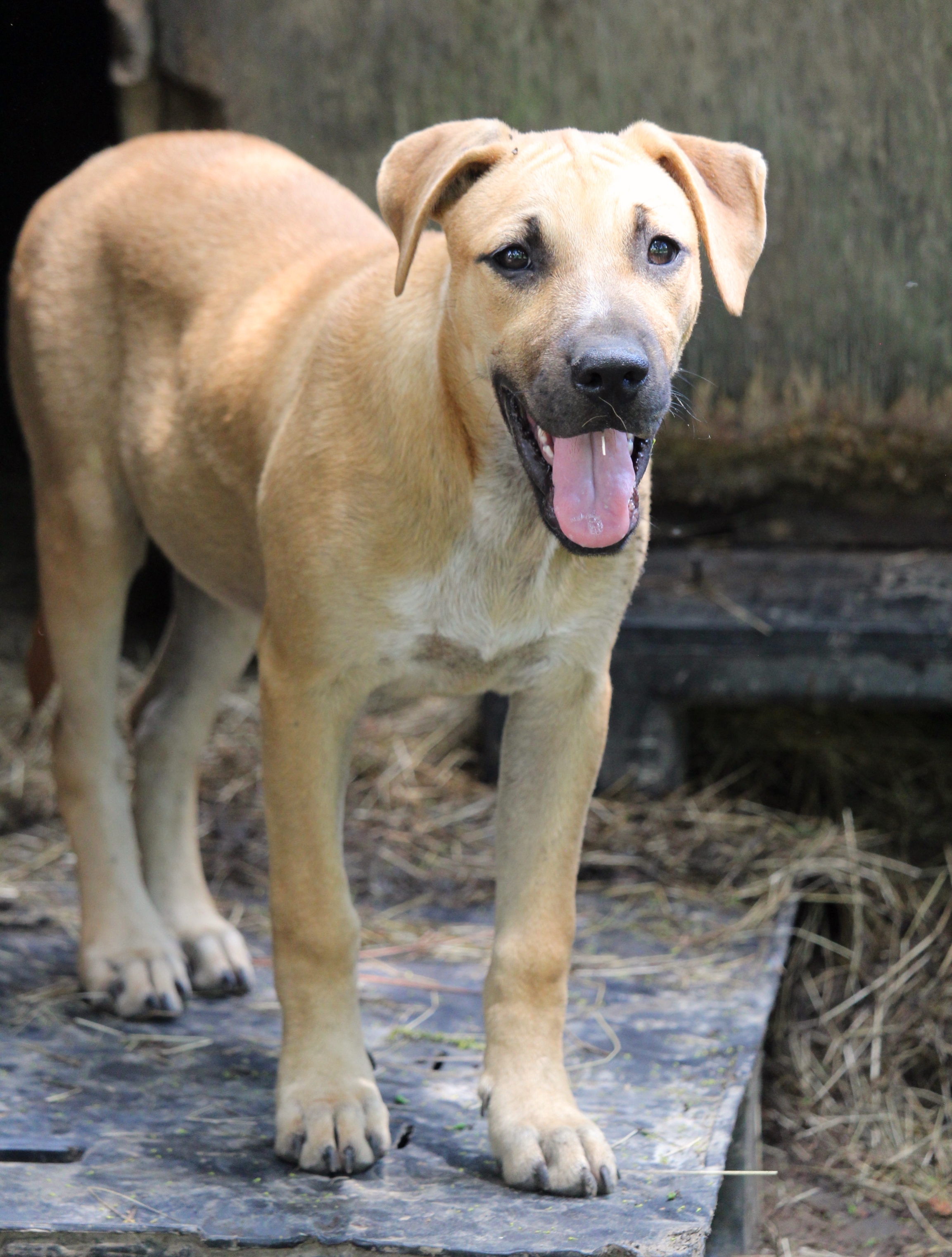 Celia, an adoptable Black Mouth Cur in Kiln, MS, 39556 | Photo Image 2