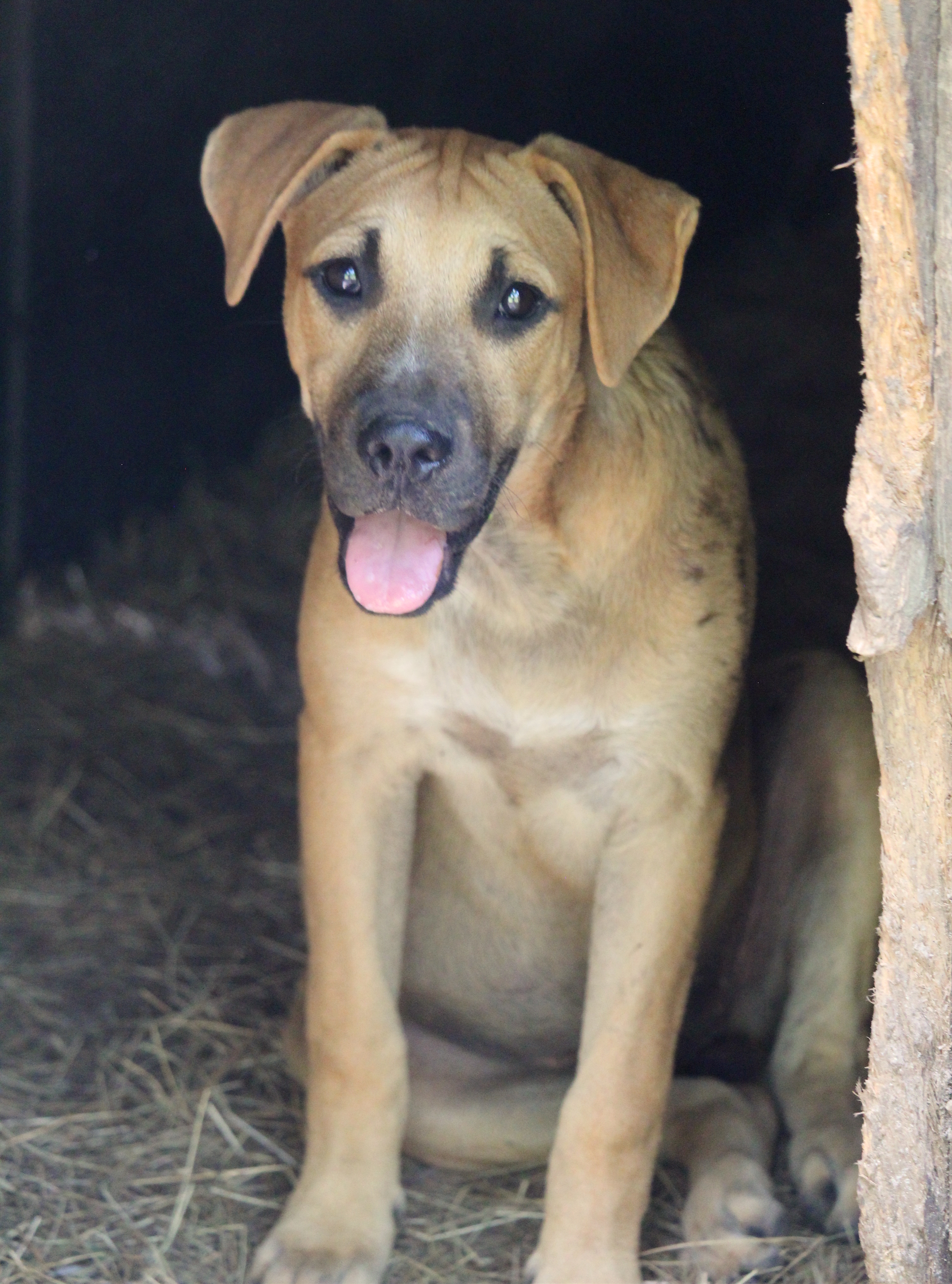 Celia, an adoptable Black Mouth Cur in Kiln, MS, 39556 | Photo Image 5