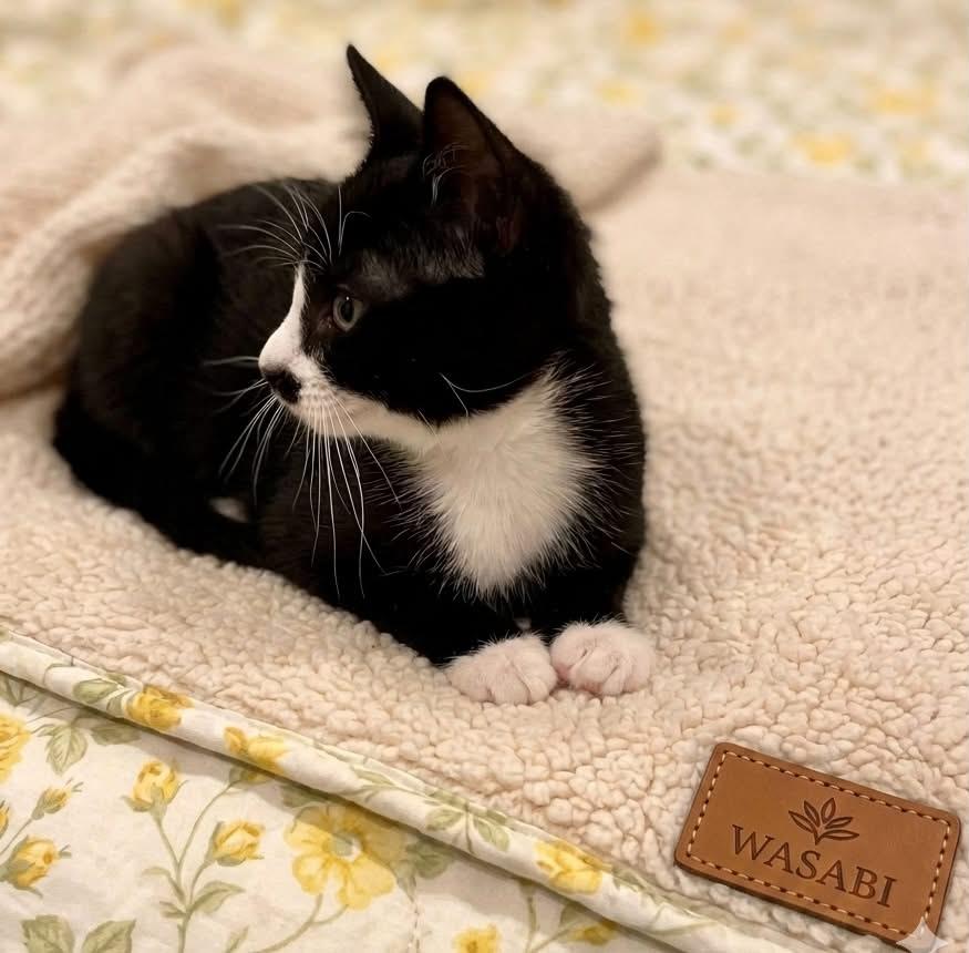 Enlarge WASABI, a ADOPTABLE Tuxedo in Palmdale, CA image 2/4