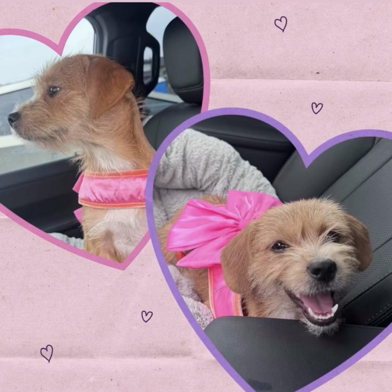 Enlarge GINNY, an adopted mixed breed in Ridgefield, NJ image 3/5