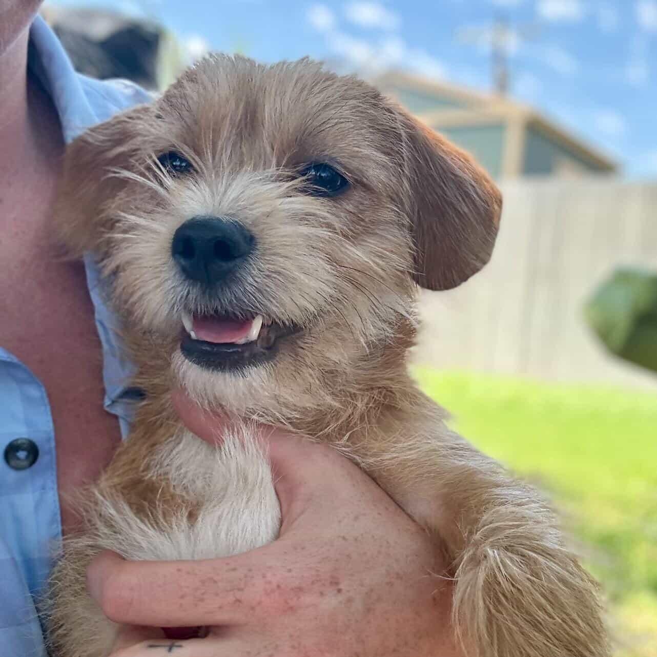GINNY, adopted, Puppy Female Terrier & Cairn Terrier.